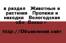  в раздел : Животные и растения » Пропажи и находки . Вологодская обл.,Сокол г.